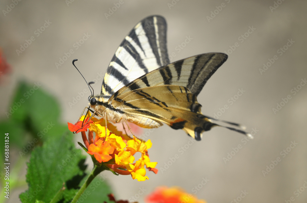 Obraz premium macaone