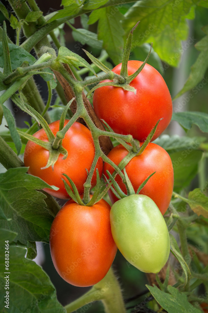 Branch growing tomatoes plum varieties