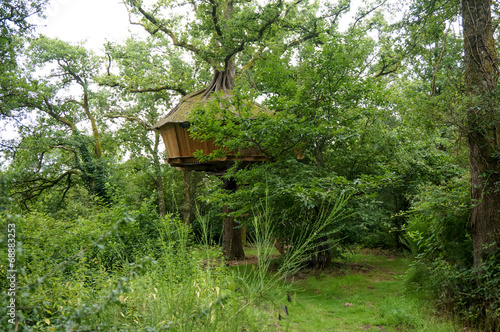 big tree hut in tree