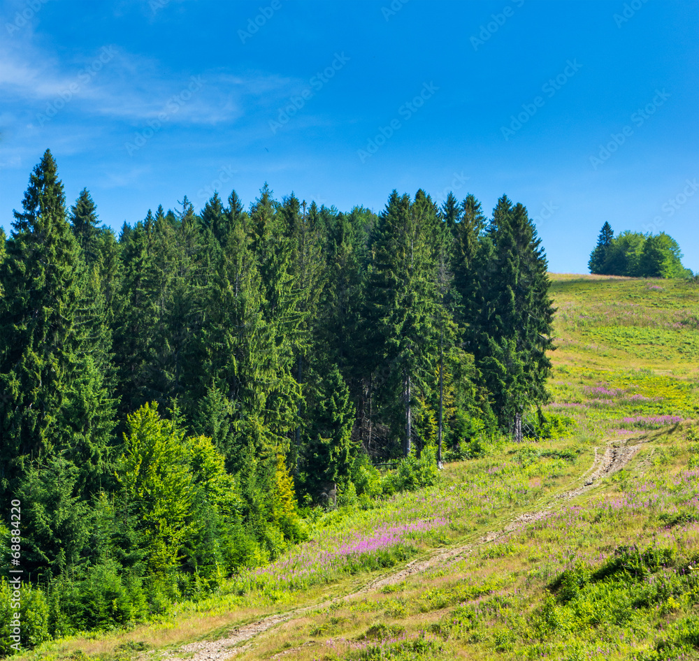 Fototapeta premium Coniferous forest .