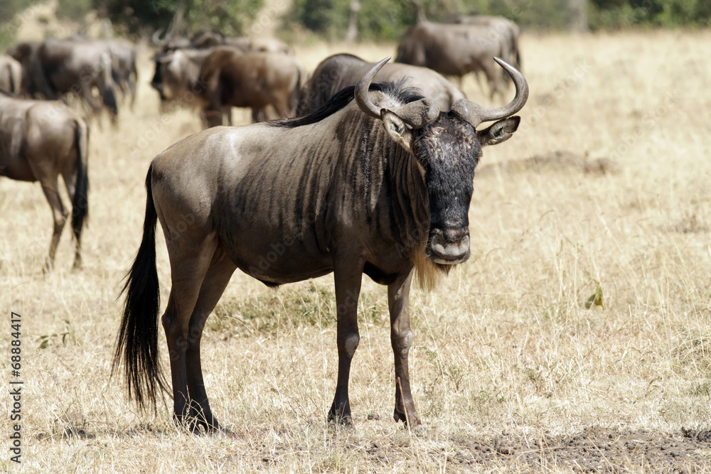 Wildebeest Migrating on the Masai Mara in Africa Wildebeest Migrating on the Masai Mara in Africa