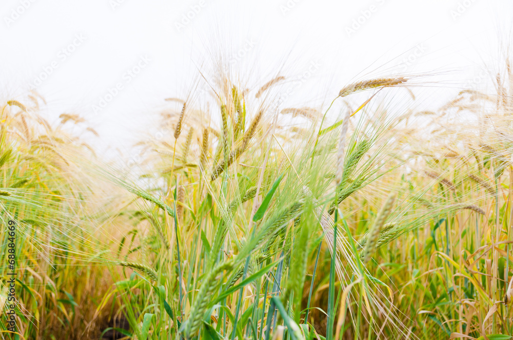 Hordeum distichon  plant