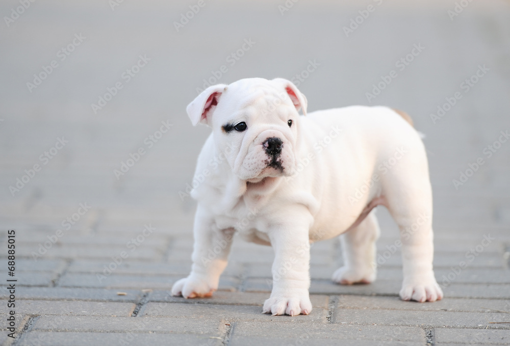 Puppy of an English bulldog