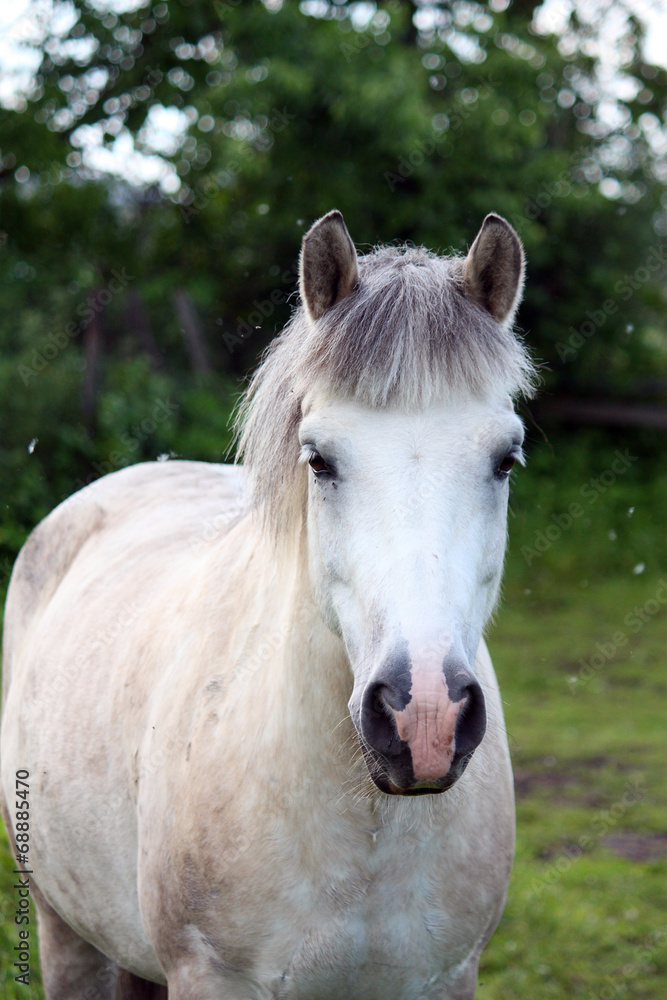 Obraz premium Cute white pony