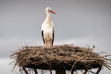 White stork on a nest, Salburua park, Vitoria(Spain)