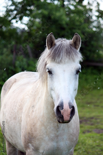 Cute white pony