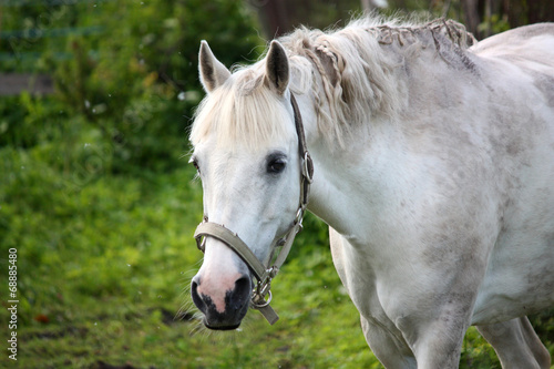 Cute white pony