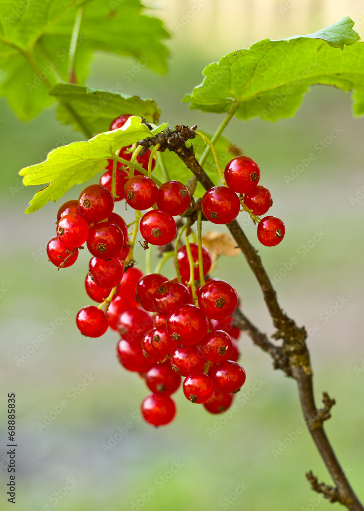 Red currants Red currants
