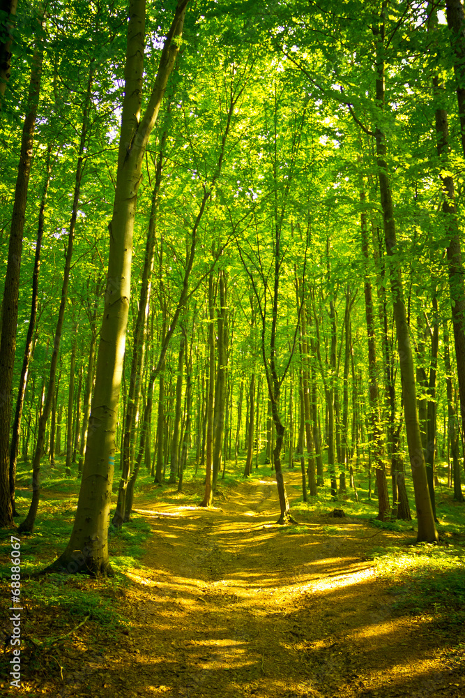 Mysterious dark forest near Rzeszow, Poland