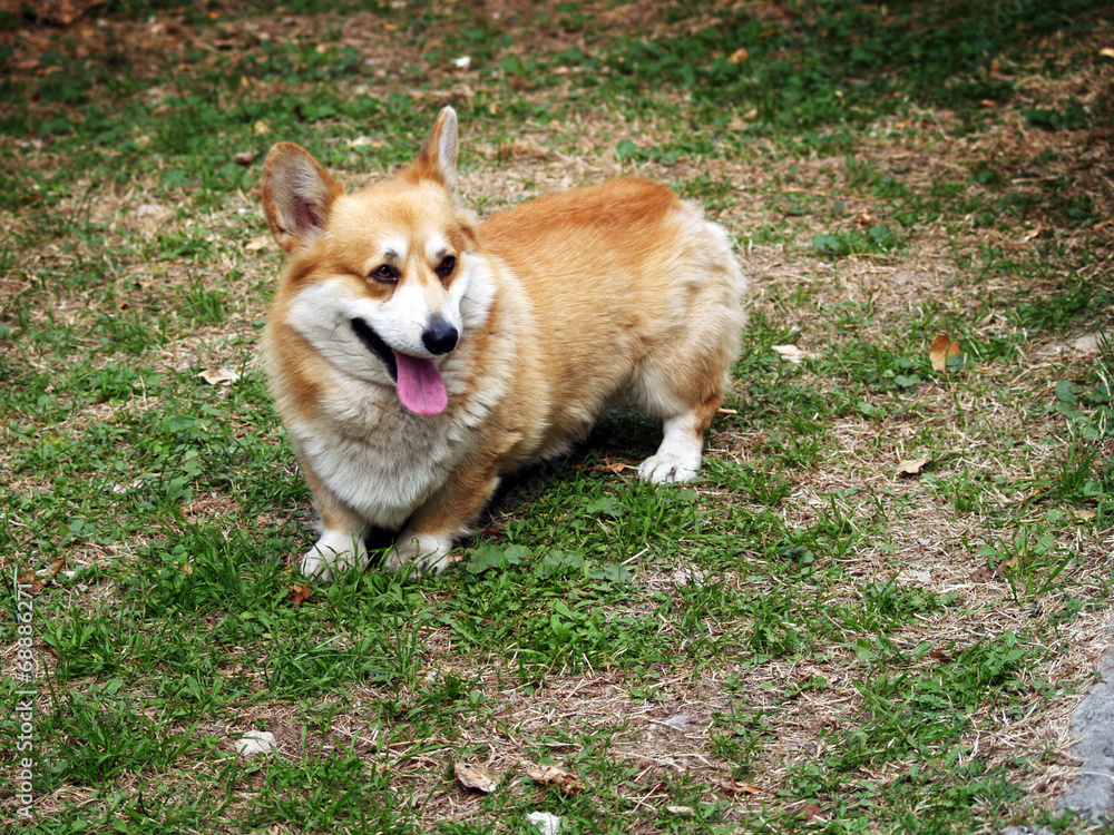 cane di razza Welsh Corgi su prato cane di razza Welsh Corgi su prato