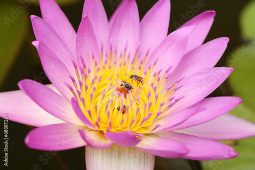 pink water lily with bee