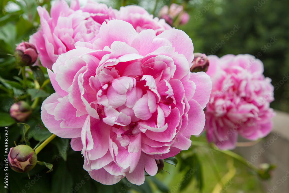 Gorgeous pink peonies in a full bloom