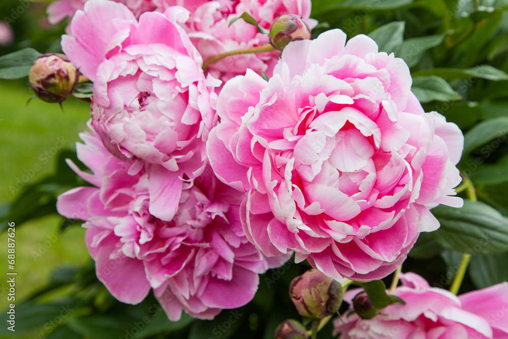 Gorgeous pink peonies in a full bloom