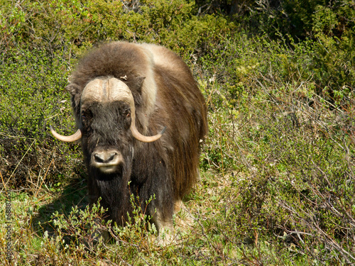 Muskox photo