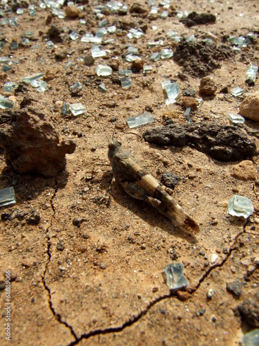 Desert Locust photo