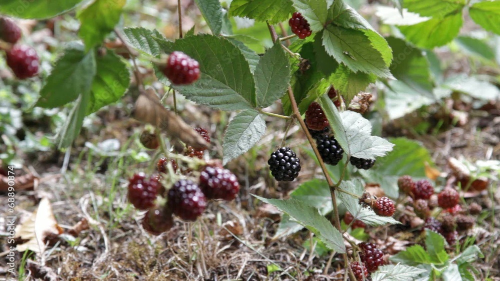 blackberry1 blackberry1