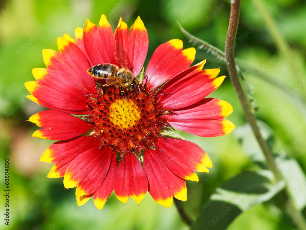 bee gathers blossom pollen from gaillardia flower bee gathers blossom pollen from gaillardia flower