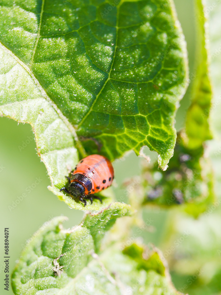 Fototapeta premium colorado potato beetle larva in potatoes leaves