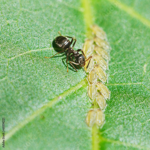 ant pastures aphids group on leaf photo