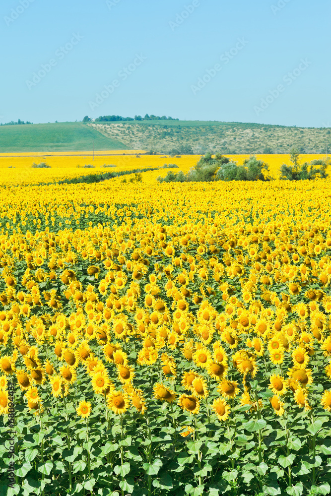 sunflower field in hills in summer