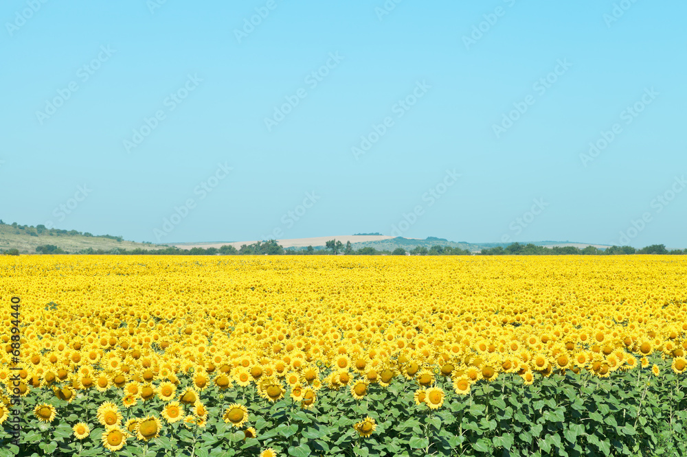sunflower plantation in hills in summer day
