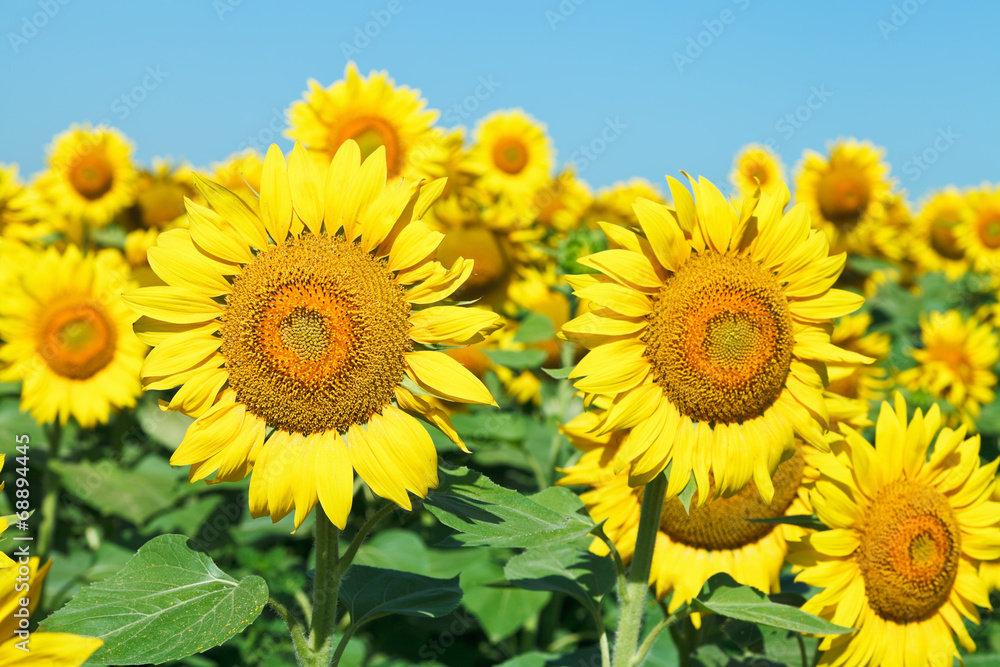 sunflower blooms on field in Caucasus