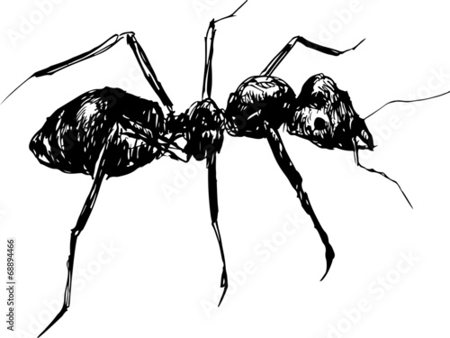 hand drawn ant