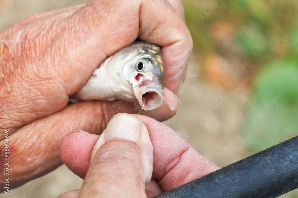 fisherman pulls out fish hook from fish's mouth Stock Photo