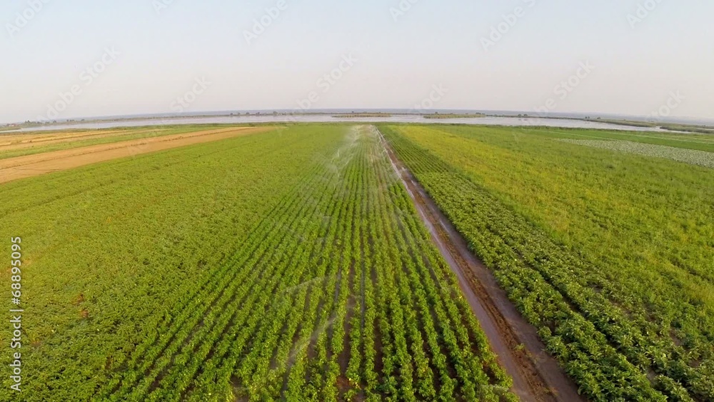 Sprinkler irrigation of vegetables into the field. Aerial view. Sprinkler irrigation of vegetables into the field. Aerial view.