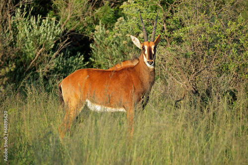 Female sable antelope