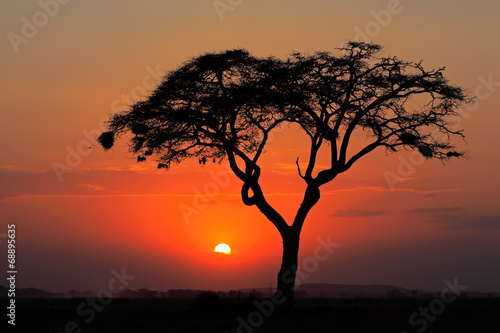 Sunset with silhouetted tree  Amboseli National Park