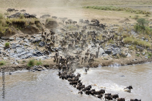 Wildebeest crossing the Mara River 03