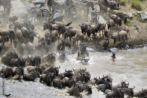 Wildebeest crossing the Mara River 02