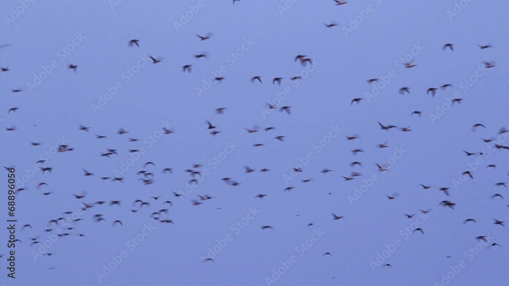 Flock of wild ducks in the Danube delta Flock of wild ducks in the Danube delta