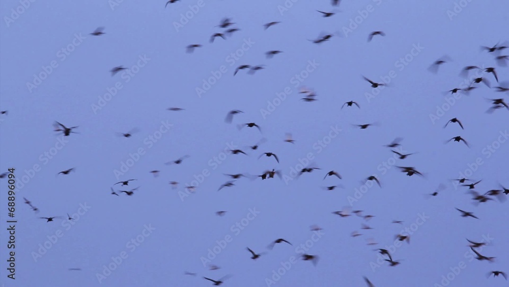 Flock of wild ducks in the Danube delta