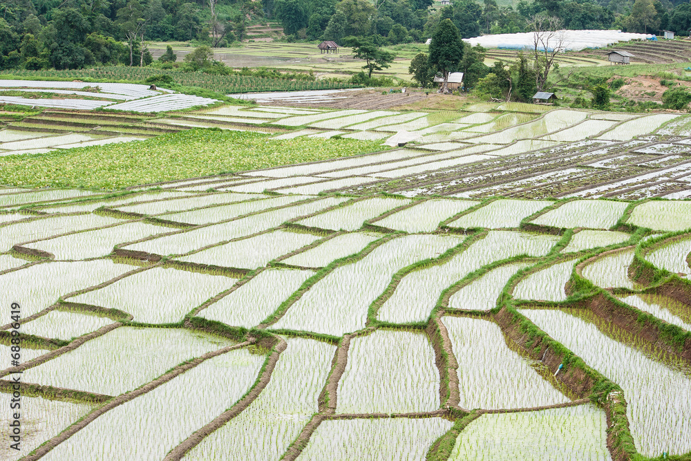 Beautiful green rice field terrace in thailand.