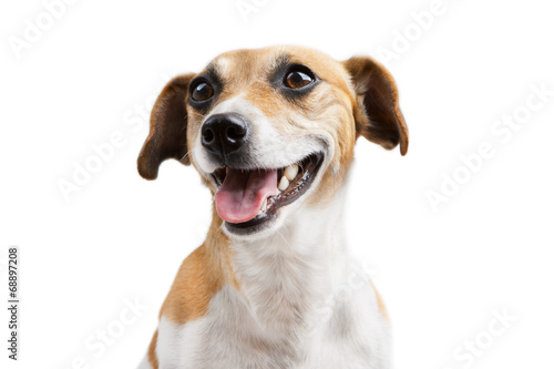 Portrait of beautiful happy smiling welcoming dog