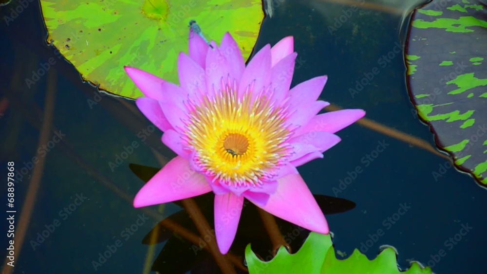 Pink lotus with dragonfly in the pond Pink lotus with dragonfly in the pond