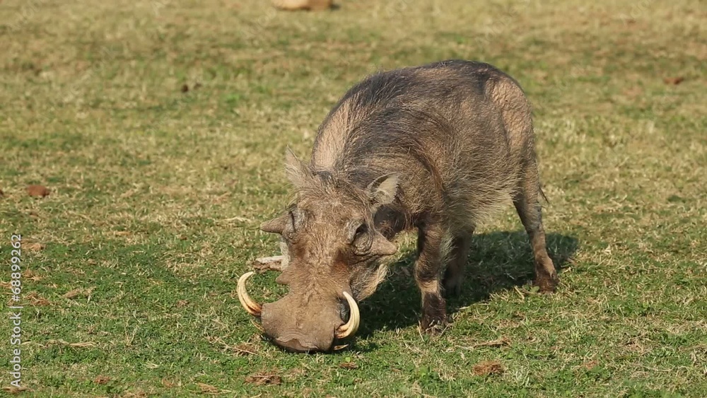 A male warthog feeding on green grass A male warthog feeding on green grass