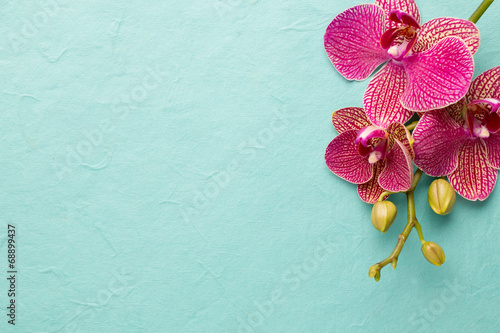 Fototapeta Naklejka Na Ścianę i Meble -  Orchid.