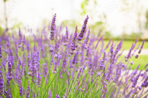 Lavender flowers blooming background