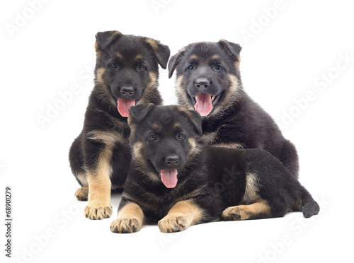 Shepherd puppies