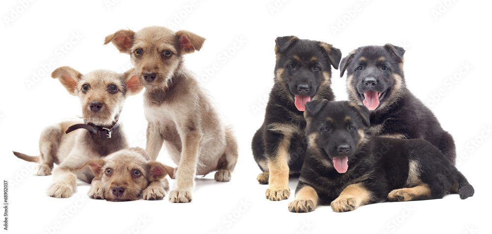 Fototapeta premium set of puppies