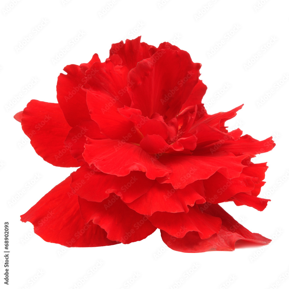 Red Begonia Flower Isolated on White Background Red Begonia Flower Isolated on White Background