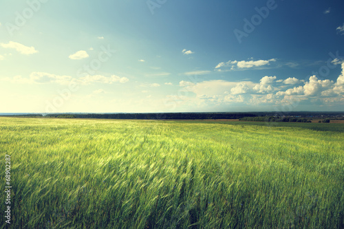 field of barley and sunny day