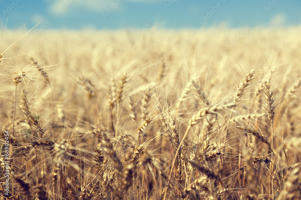 wheat field and sunny day wheat field and sunny day