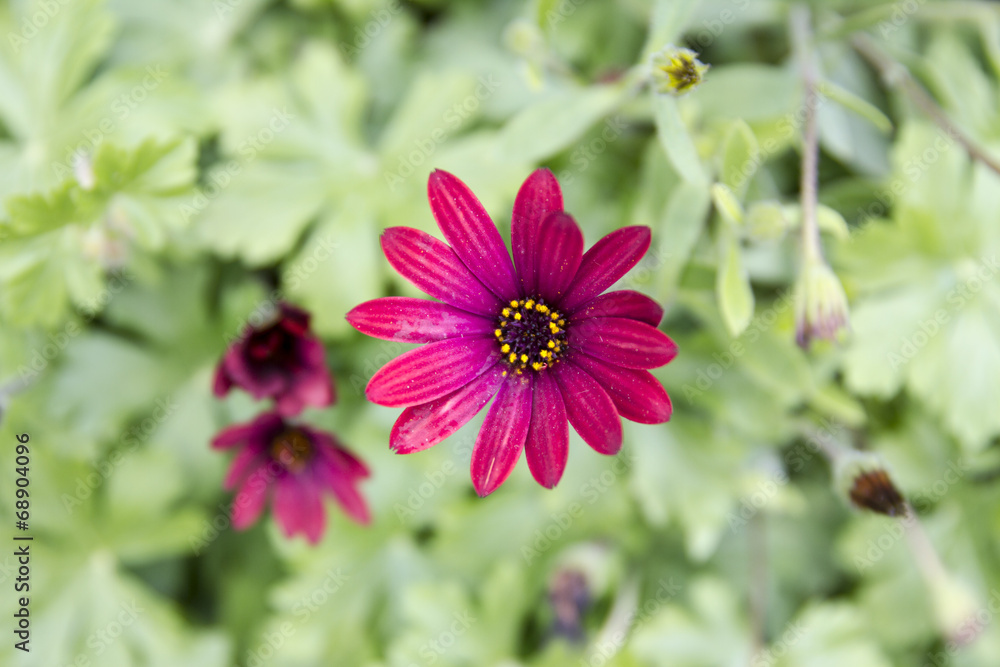 Obraz premium Purple Daisy