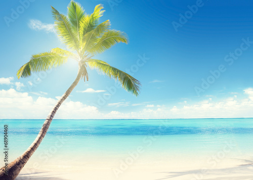 Caribbean sea and coconut palm