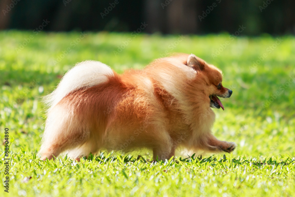 Pomeranian dog running on green grass in the garden