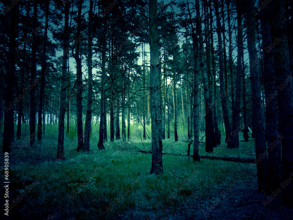 Fototapeta premium Retro Pine Forest